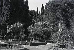 Tlemcen 502- Jardin public COLLECTION DES AMIS DE ND DE SANTA CRUZ